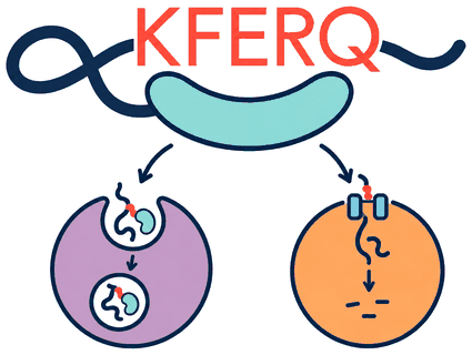 HSC70 binds the KFERQ motif of a protein and delivers it to a late endosome (endosomal microautophagy) or a lysosome (chaperone-mediated autophagy).